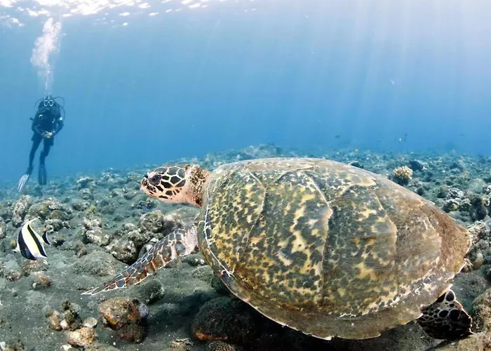 Alba Bali Dive Hotel Tulamben (Bali)