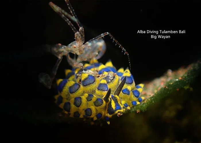 Hotel Alba Bali Dive Tulamben (Bali)